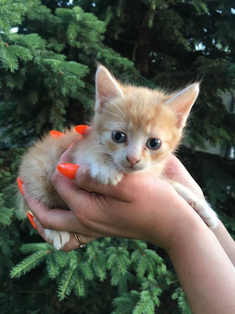 Відамо кошенят в добрі руки. Безкоштовно