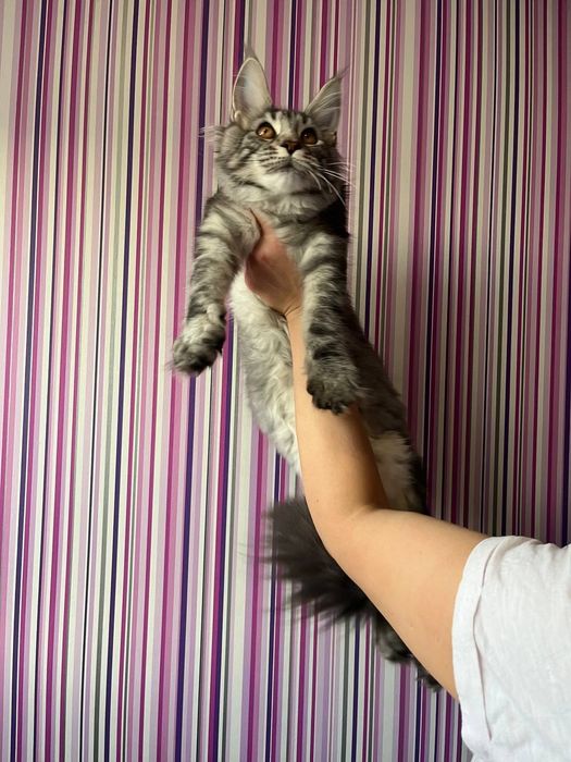 Кошенята мейн кун