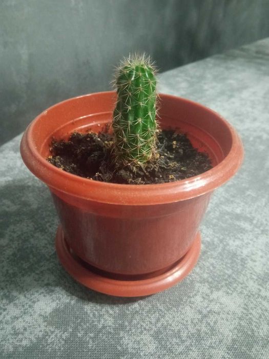 Продам кактуси в м.Ужгород