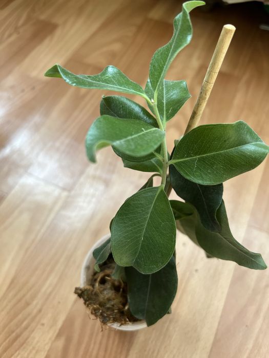 Фікус коконат крем алі амстел голд