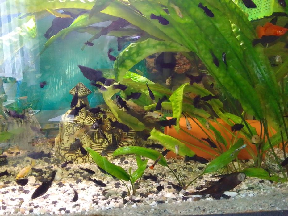 Molinezje młode sprzedam