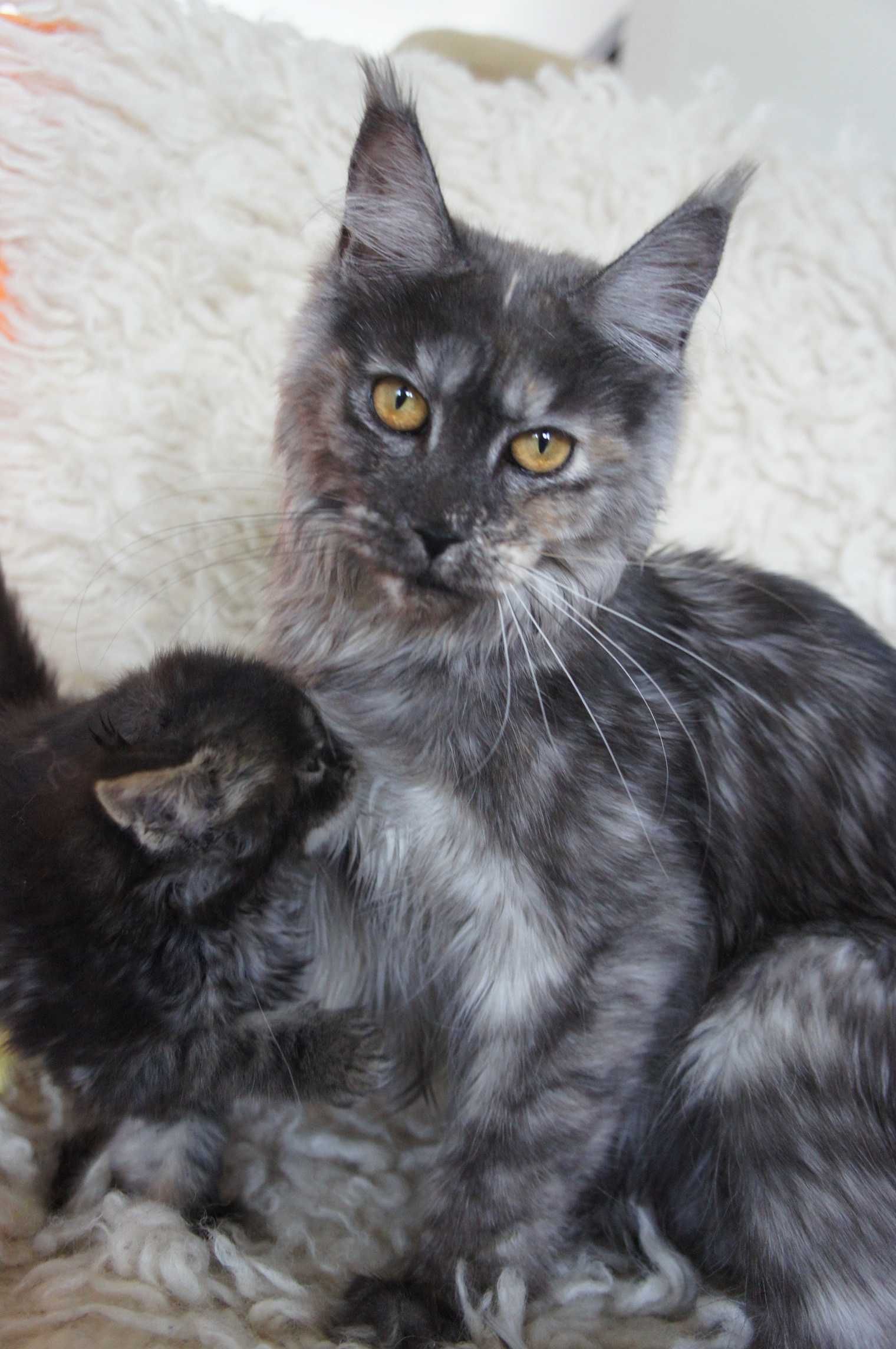 kocurek - Maine Coon - piękny i miły - FPL