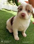 Cachorro border collie