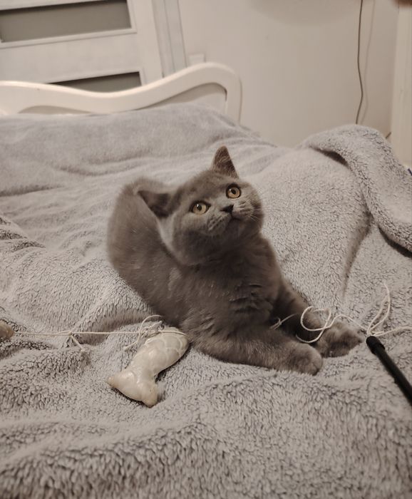 Kotka brytyjska krótkowłosa