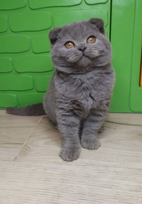 Чистокровна шотландська принцеса з ВАКЦИНАЦІЄЮ