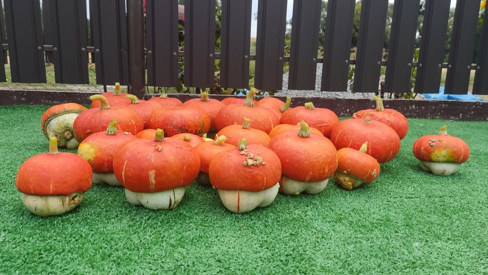 Продам декоративні гарбузи