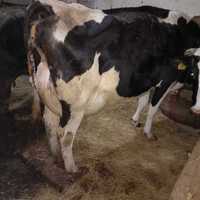 Krowa hf z cielakiem (jałówka)