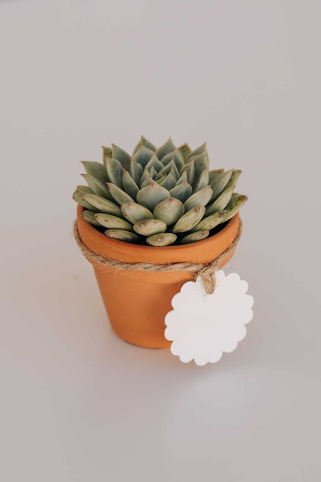 Lembrança suculenta vaso mini