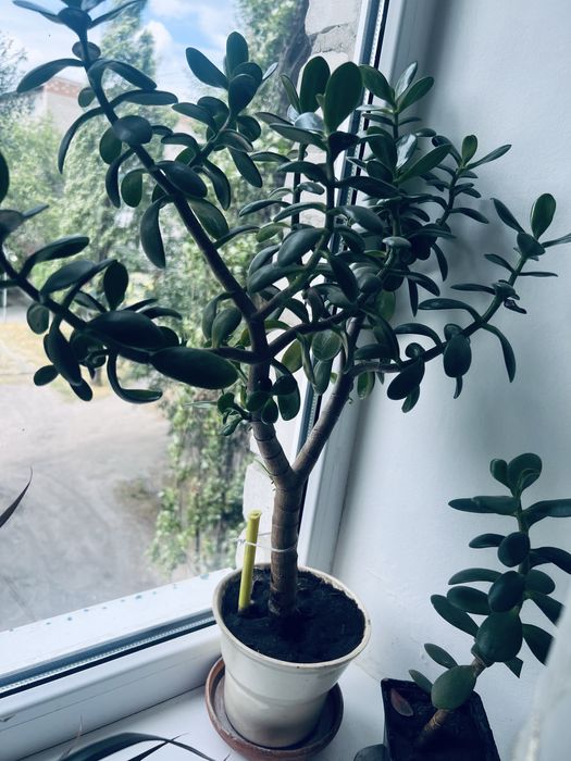 Домашні рослини глоксинія бегонія драцена сансивієрія грошове дерево