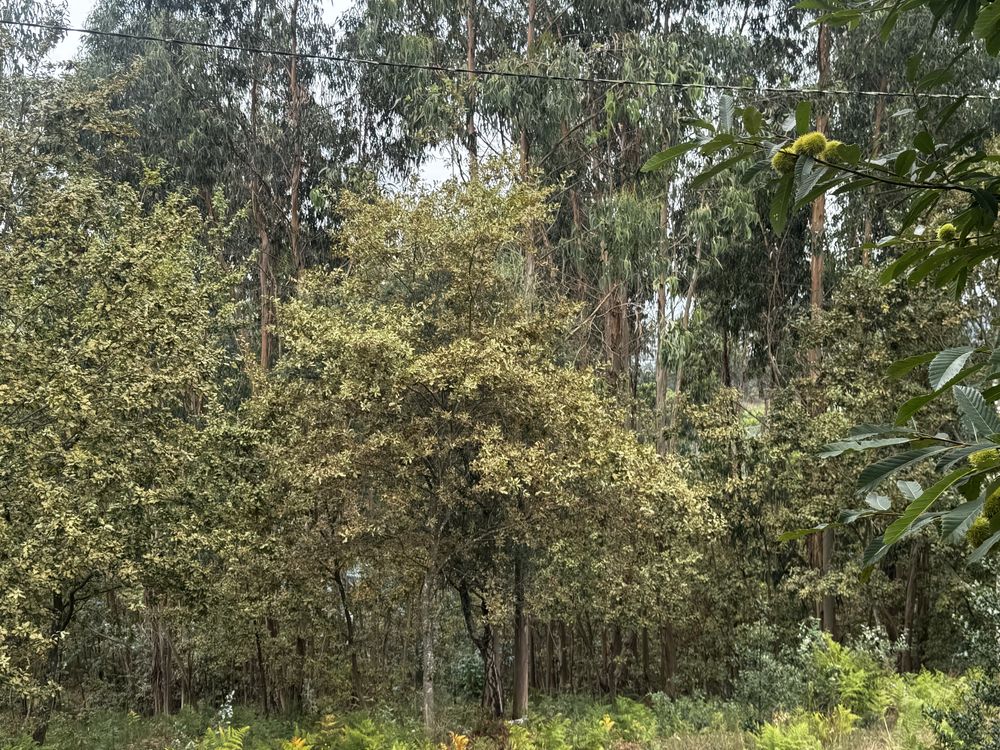 Terreno eucalipetos