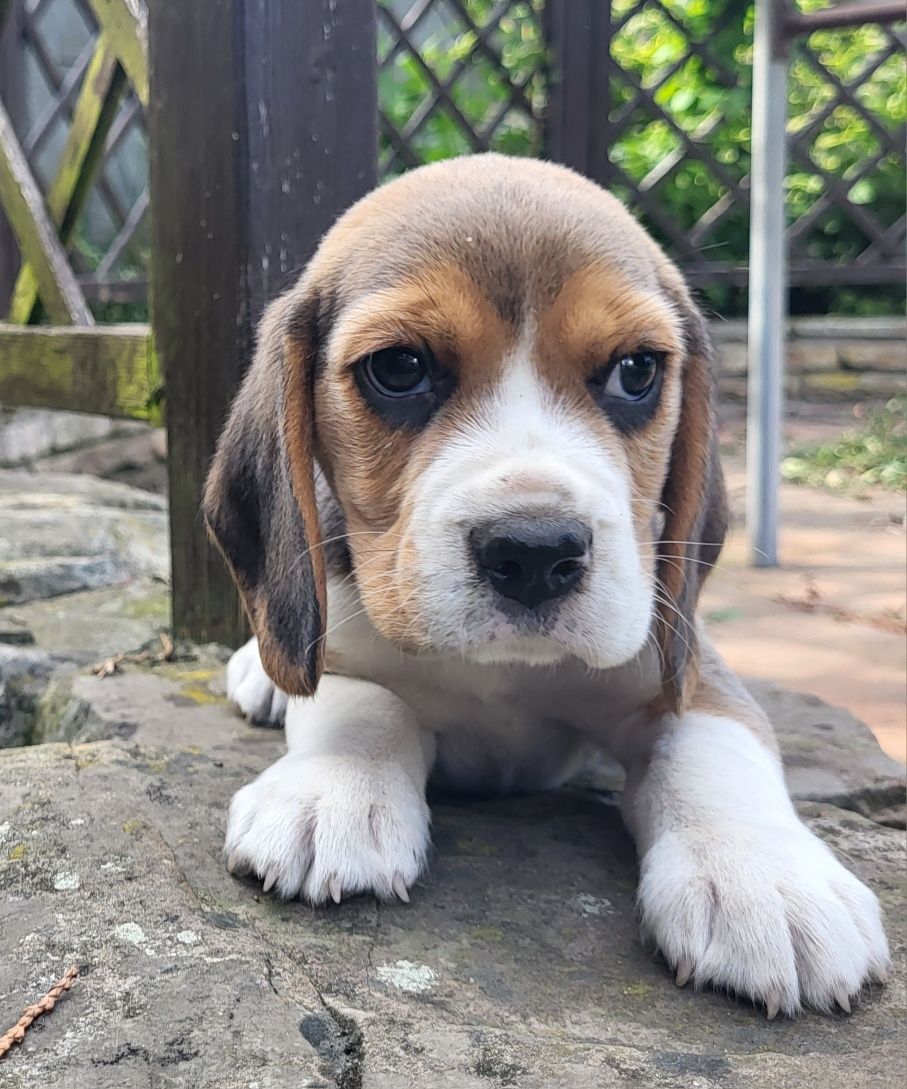 Beagle piesek sprzedam
