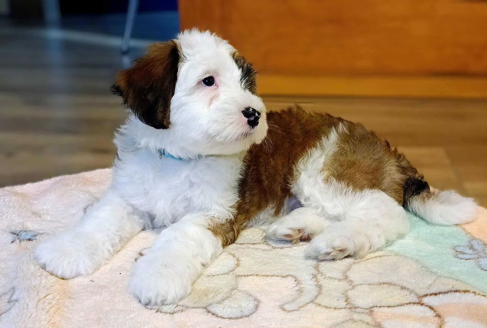 Terier Tybetański szczenięta ZKwP Kiro z Helmowego Jaru - z rodowodem