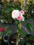 Roseiras! Brancas, amarelas, cor de rosa e vermelhas