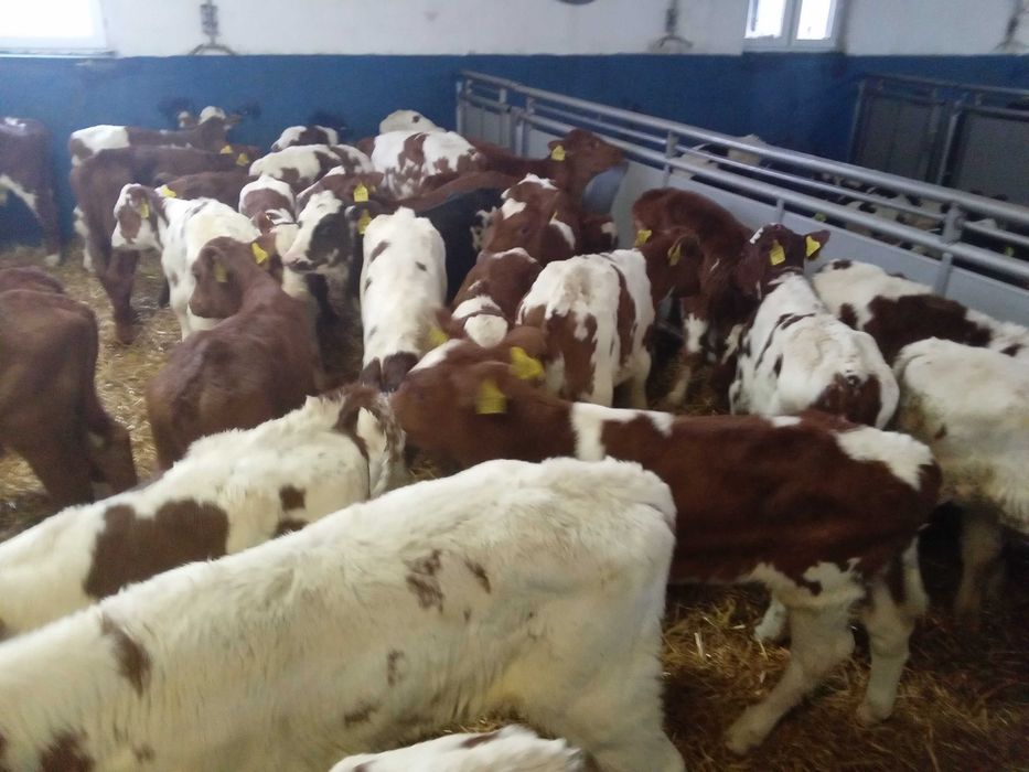 Cielęta, cielaki, byczki oraz jałówki mięsne, MM,MS,HF transport