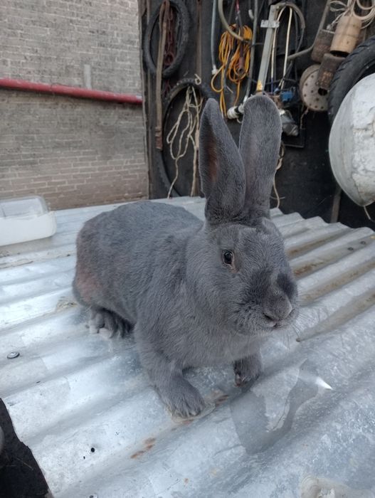 Samiec WN wiedeński niebieski