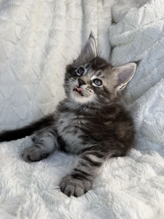 Kocurek Decoandcookie *PL Maine Coon Felis/FiFe