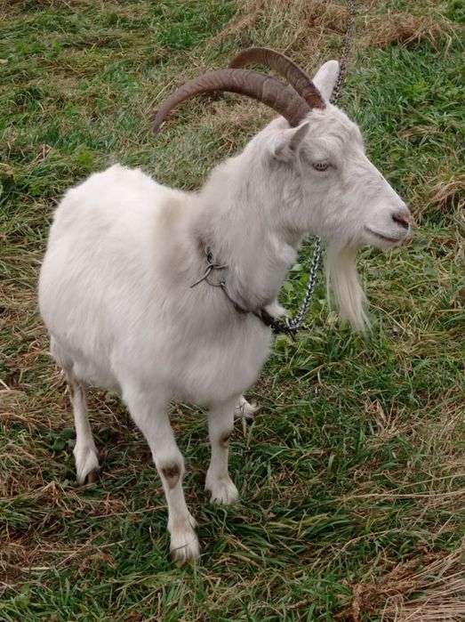 Продам дві кози в хороші руки