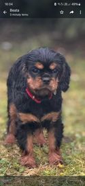 Suczka Cavalier king charles FCI