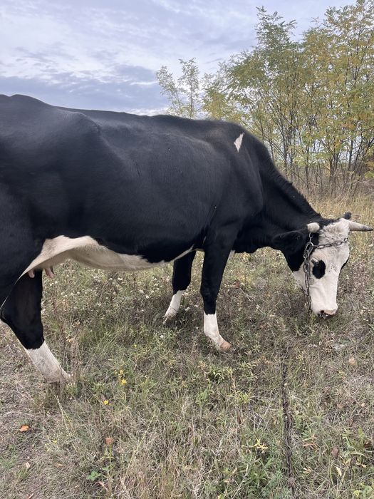 продам молоду корову