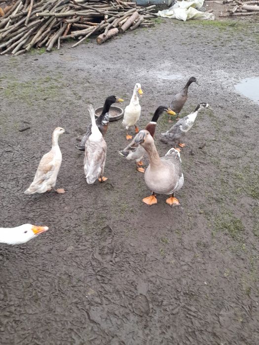 Kaczki bieguski do chowu