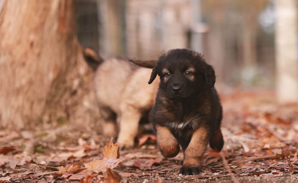 Serra da Estrela, Cachorros