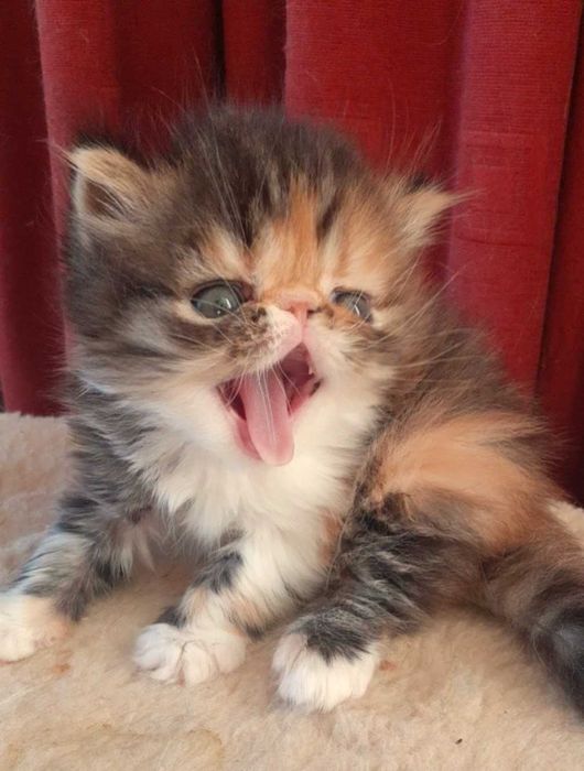 Perska kotka trójkolor (PER f 03) ur. 20 Lipca