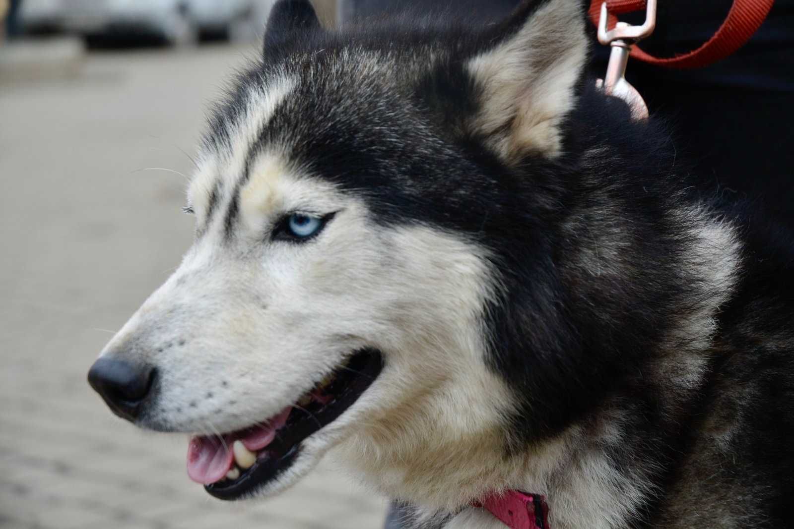 молодий собака хаски голубі очі дружелюбний слухняний вакцинований