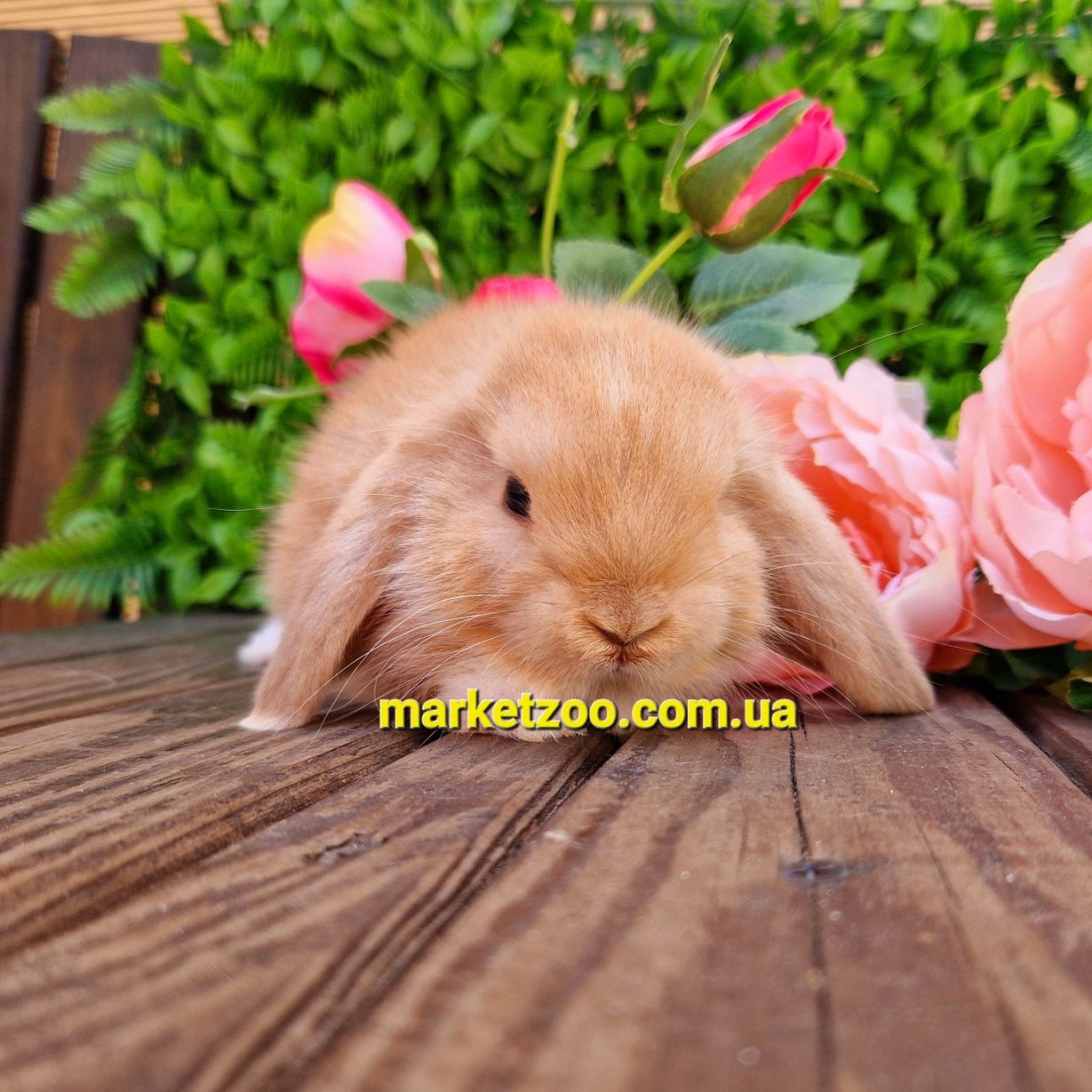 Мини мiнi кролик,карликовые,карликовi кролики mini lop,вислоухий баран