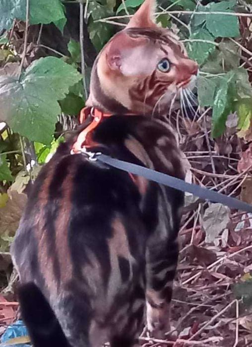 В'язка Бенгальський котик чекає на наречену) .Телефонуйте