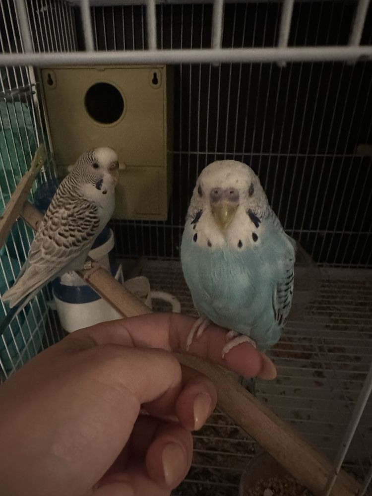 Casal de piriquitos idade reprodutora, gaiola e comida