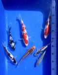 Oryginalny japan koi , karp koi , nishiki goi import Japonia