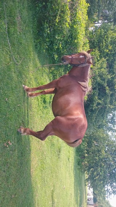 Продам робочу кобилу