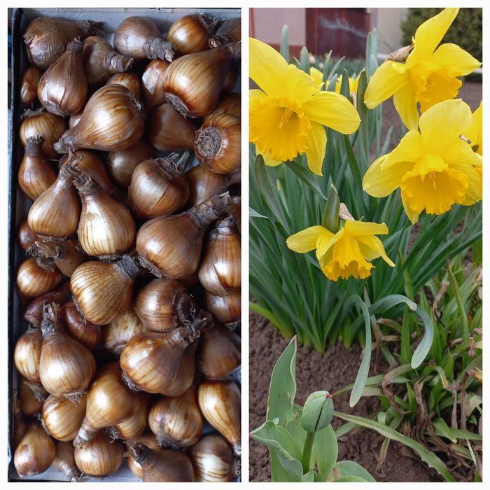 Луковицы домашних нарциссов