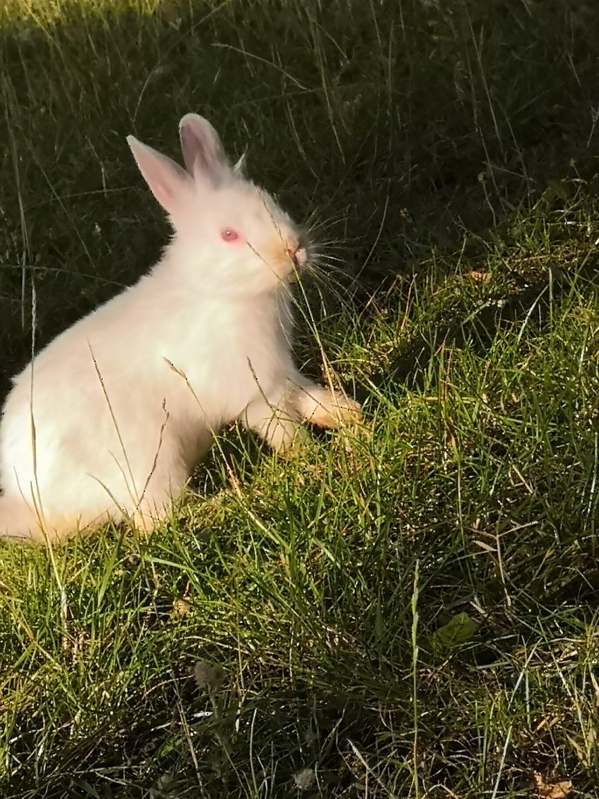 Samiczka miniaturka ma pół roku