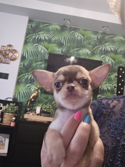 krótkowłosy piesek chihuahua umaszczenie husky xxs