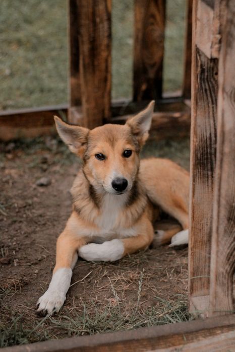 Цуценята в добрі руки