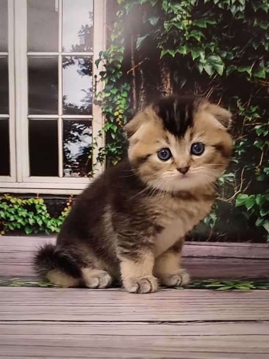 Золотий шотландський висловухий котик