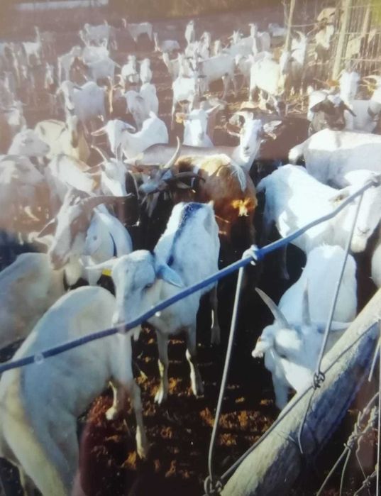 Vende-se rebanho de cabras cruzadas Saanen com Florida
