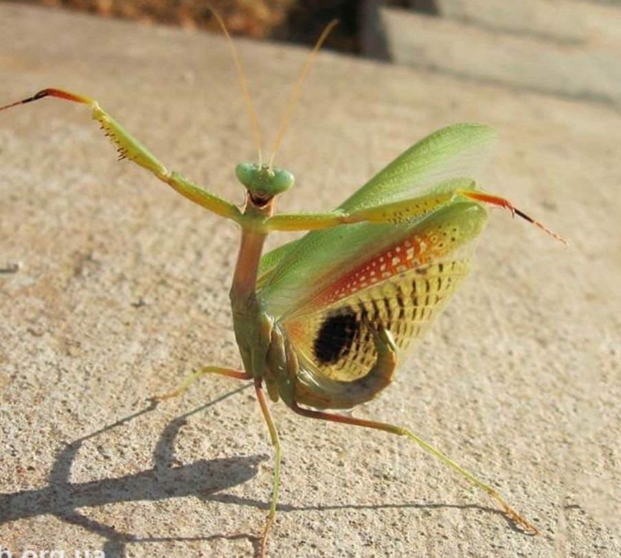 Богомол Iris polystictica