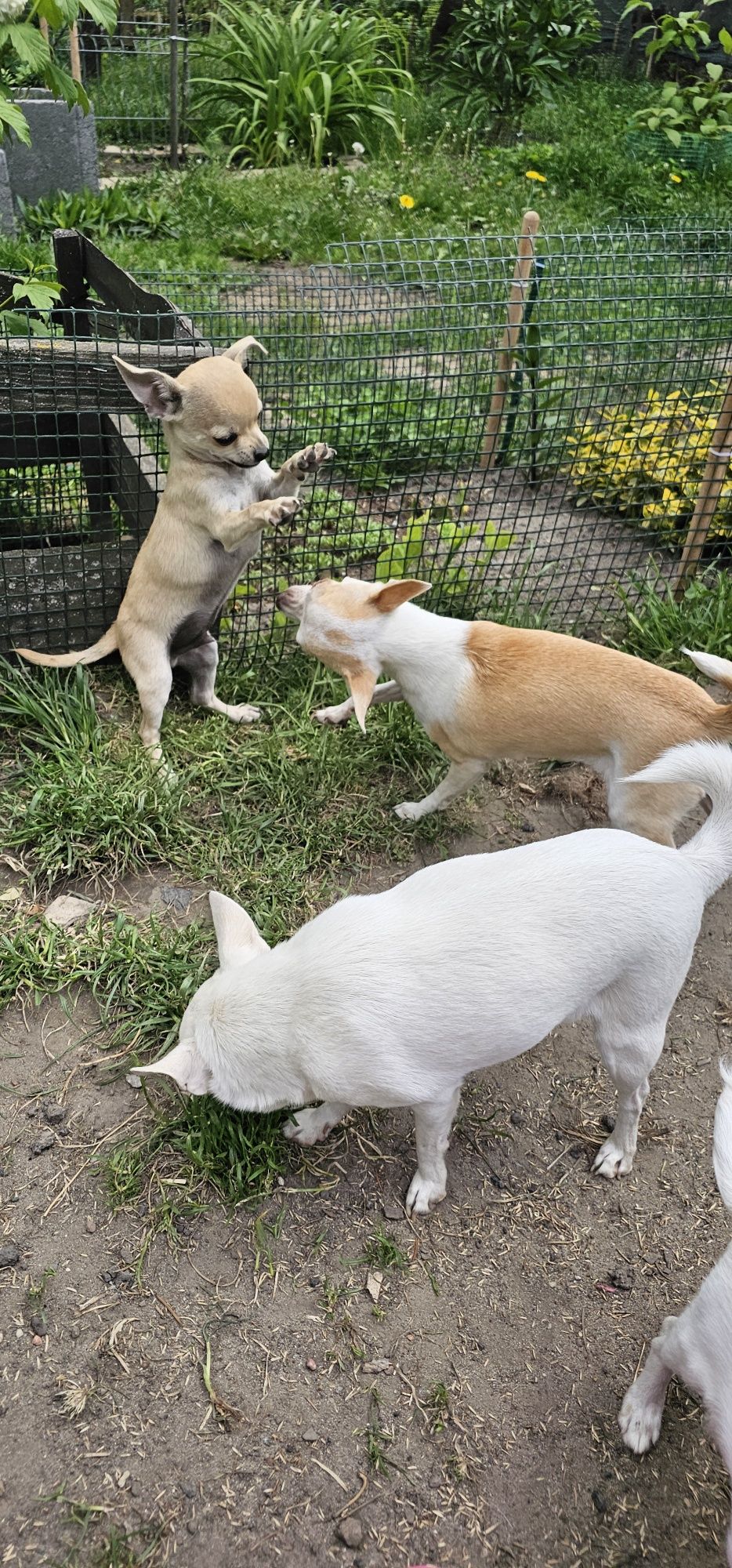 Chihuahua piesek gotowy do odbioru