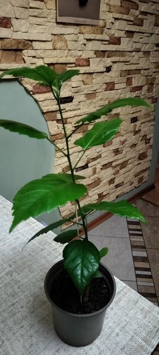 Hibiskusy doniczkowe