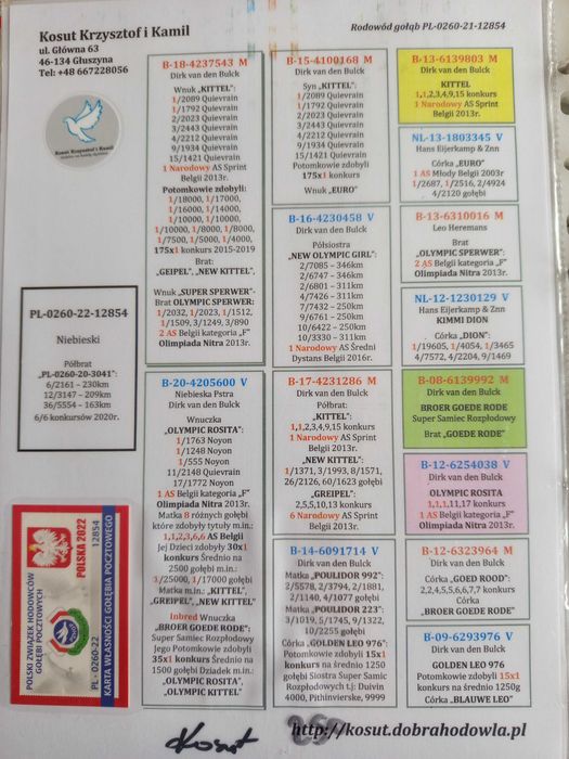 Gołębie pocztowe org.Kosut