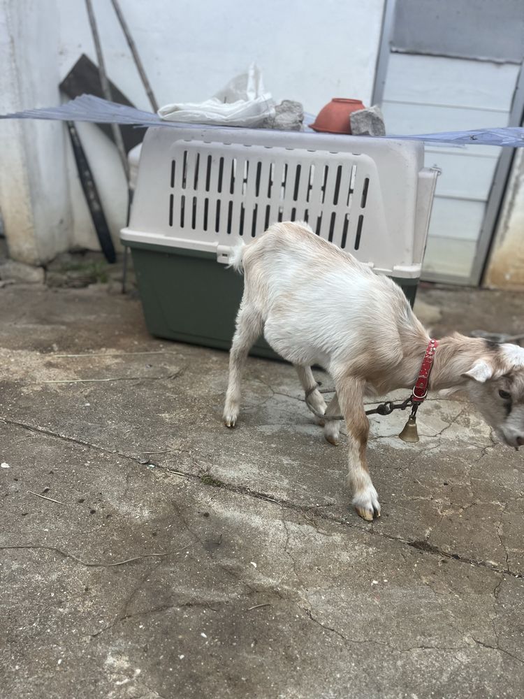 Cabrito mocho com 2 meses