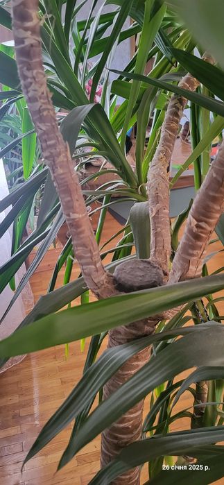 Вазонок пальма  юка гіганська
