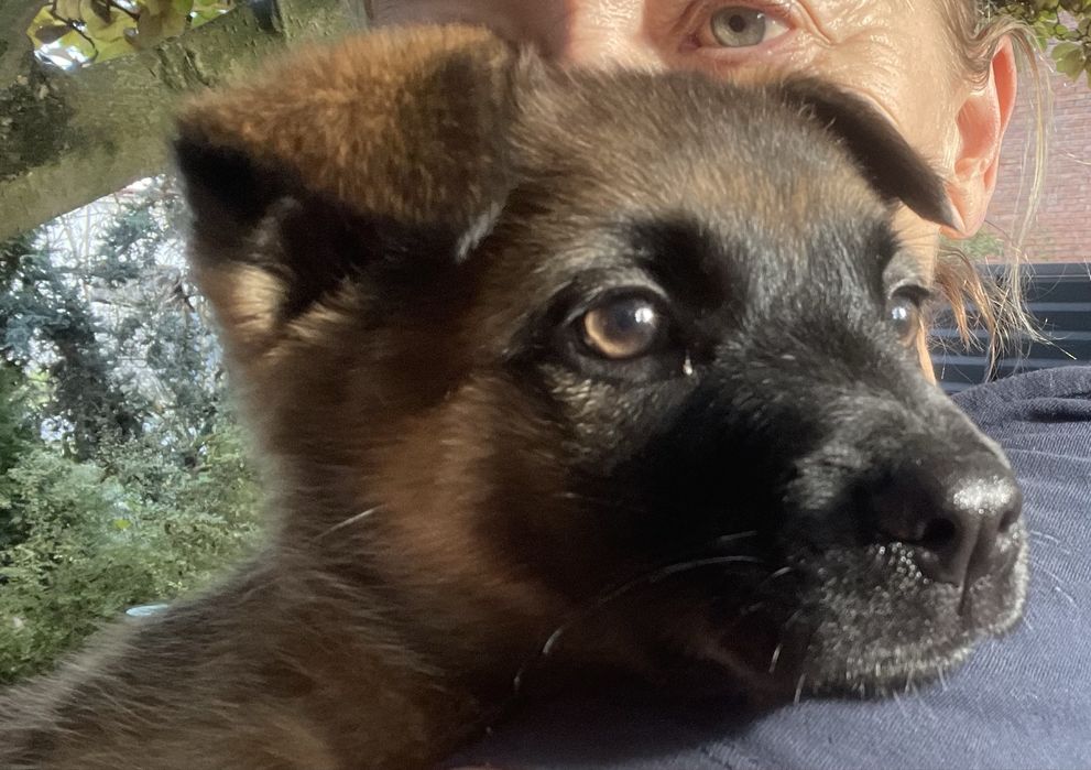 Szczeniaczek, suczka Pola urocza i bardzo mądra