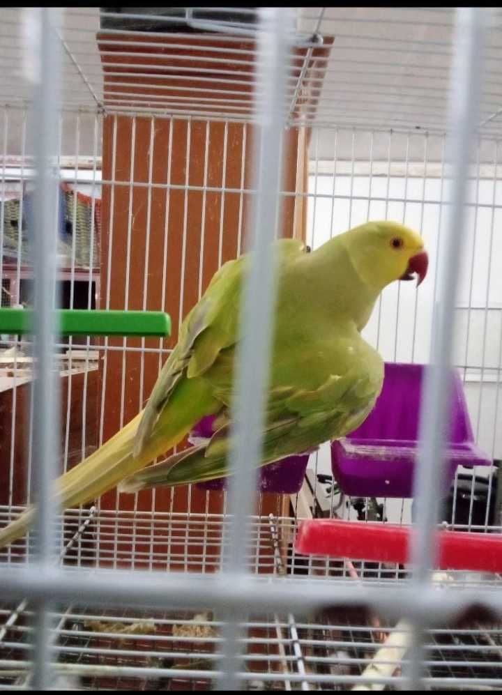 Ring neck CC adulto