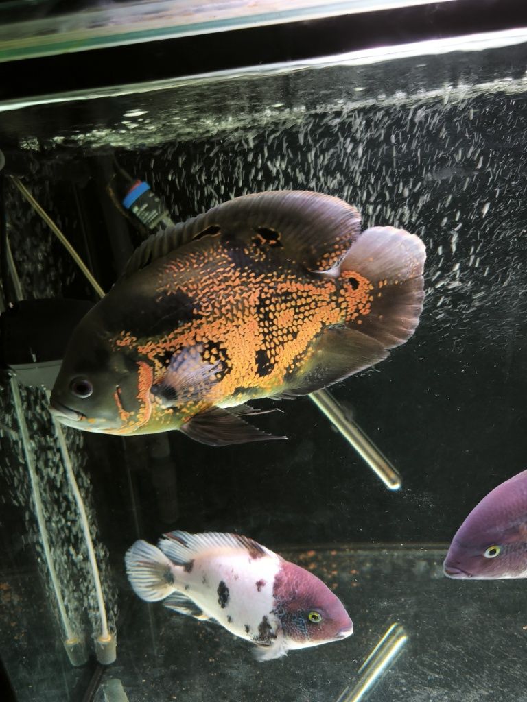 2 peixes Oscar 5 vieja