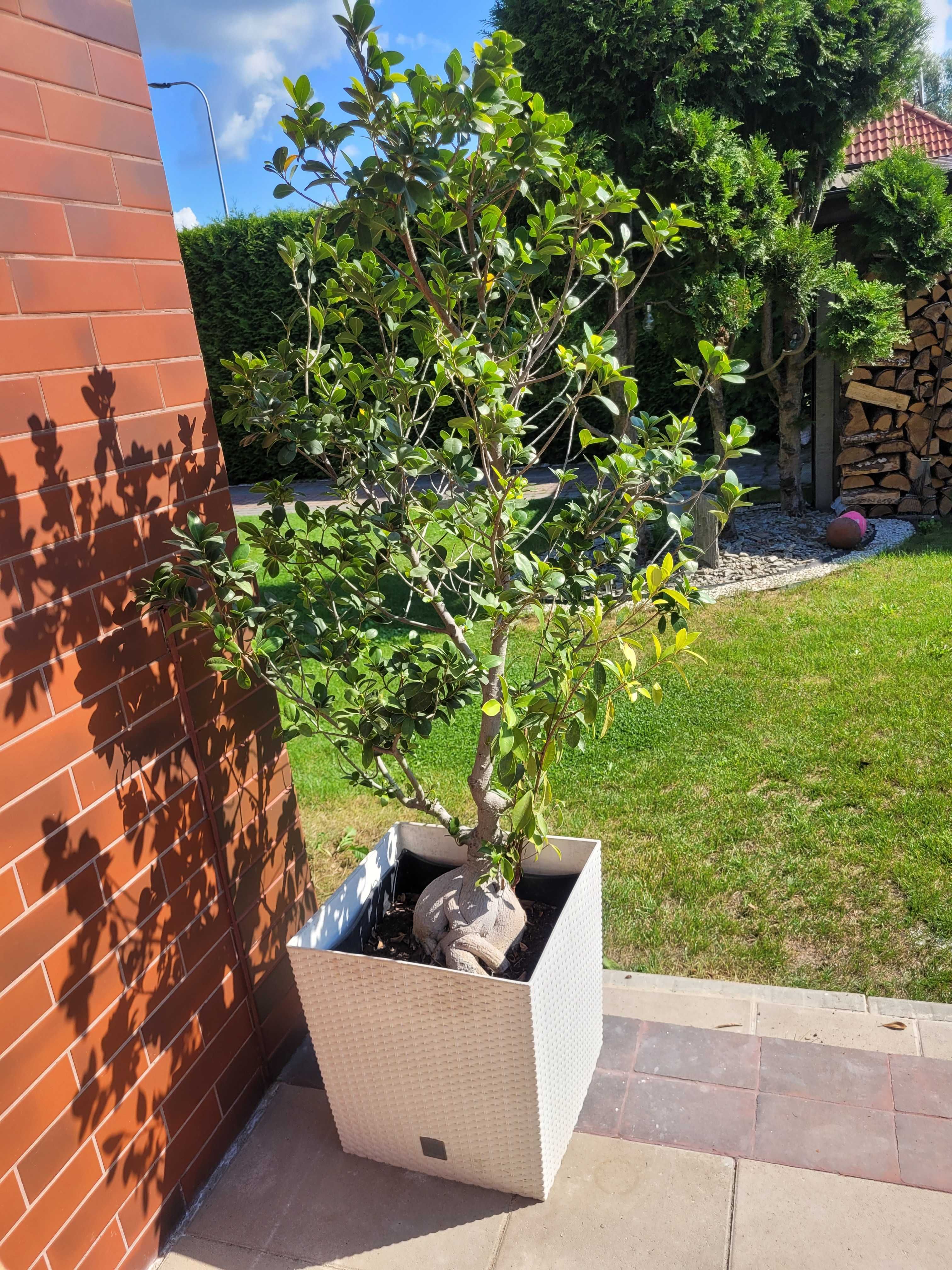 Bonsai Ficus Microcarpa