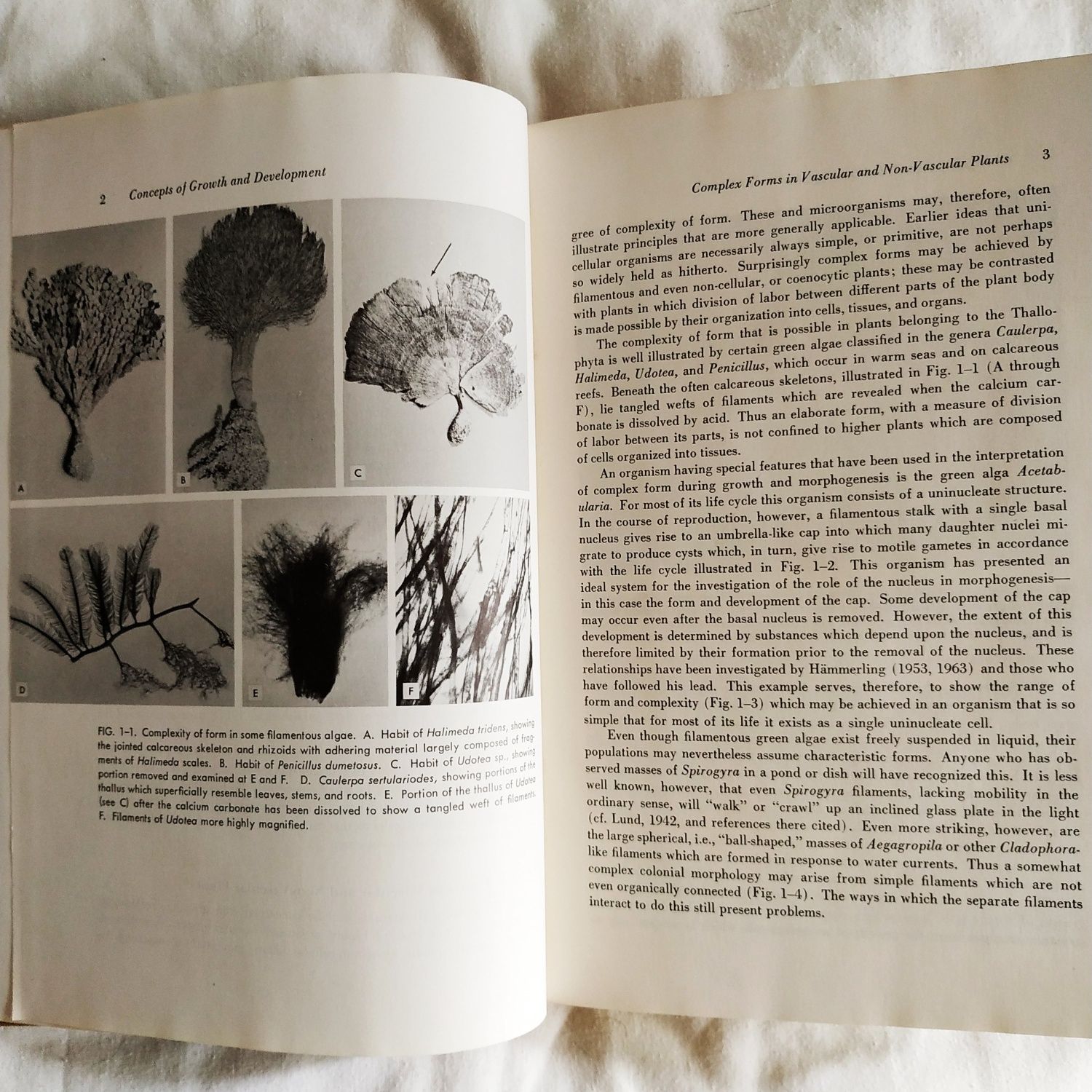 Growth and organization in plants - Steward - 1968 • botânica biologia