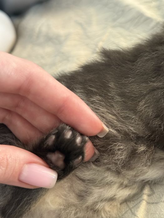 Віддам кошенят в люблячі руки